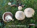 Agaricus xanthodermus-amf162-1